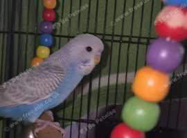 Baby budgie