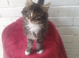 Lovely kitten