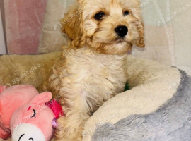 Last Cavapoo Girl
