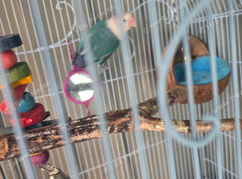 Male blue lovebird.