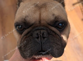 French Bulldog for adoption