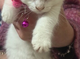 Gorgeous lRagdoll x ragdoll bsh pure white girl READY NOW