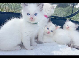 Beautiful pure ragdoll kittens