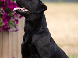 KC Reg Black Labrador fully health tested
