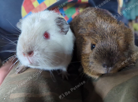Lovely sister guinea pigs
