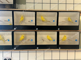 Exhibition lutino budgies