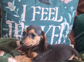 Miniature Dachshund X ShihTzu