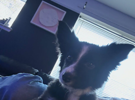 2 Border collies needing a new home