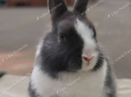 Baby Blue Dutch Split Netherland Dearf Buck - Ready Now