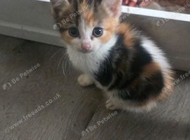 Kitten