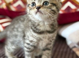 British shorthair girls blue and chocolate