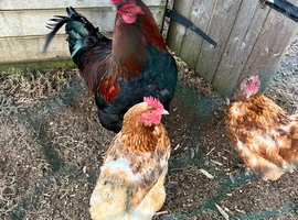 POL hens with black Copper Marron cock