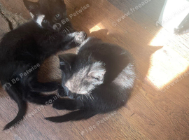 5 kittens mixed litter ready now