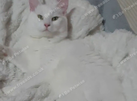 Female turkish angora
