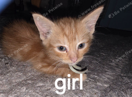 Ginger kittens