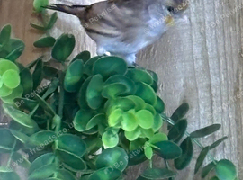 Goldfinch mule