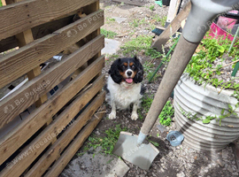 Cavalier female