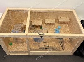 Syrian hamster and cage