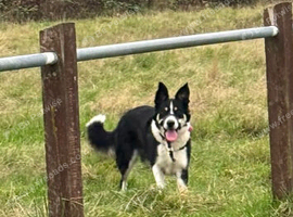 Border collie female 4 years old READ