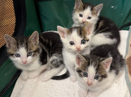 Kittens available ready to go now
