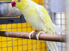 Yellow Male Ringneck available