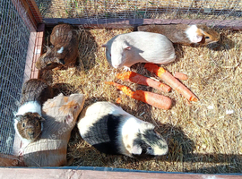 Male guinea pigs