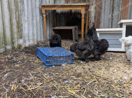 Silkie pullets