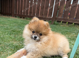 ** KC ORANGE SABLE POMERANIAN GIRL**
