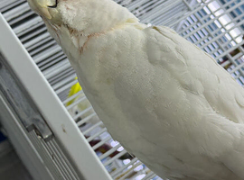 Cockatoo Glasgow