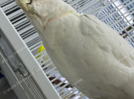 Cockatoo Glasgow