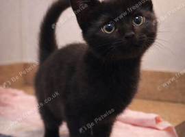 Lovely chocolate brown British shorthair kittens