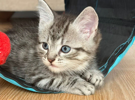 7week old babies looking for their new homes