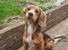 Handsome 2 year old mixed breed boy looking for his forever home