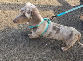 A miniature dachshund, five months old.