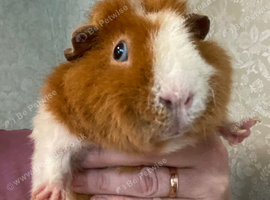 Lovely teddy Guinea pig 8 months old