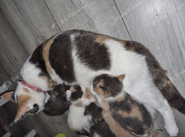 5 little stunning kittens
