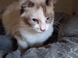 Beautiful full ragdoll seal Tortie Female 5 star indoor home