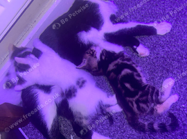 10 week old kittens