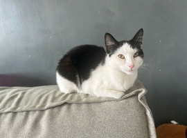 7 month old female kitten