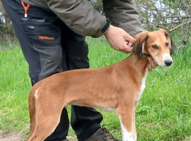 Lovley saluki x dog pup