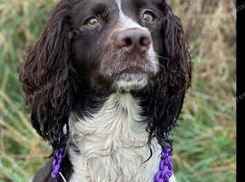 Male springer spaniel puppy for sale