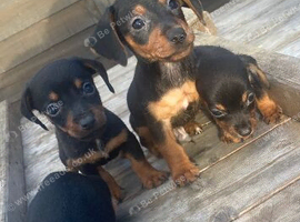 Jack Russell x Dachshund puppies