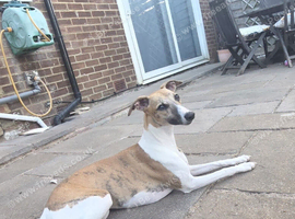 9 month brindle and white female whippet