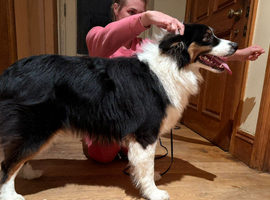 1 year old KC registered showline Australian shepherd