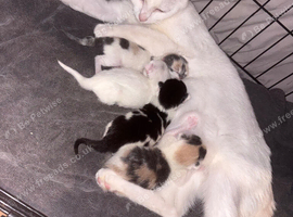 3 beautiful kittens