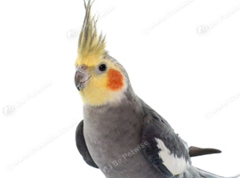 Cockatiels for sale
