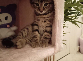 Male Kitten for sale