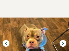 4 year old female pocket bully