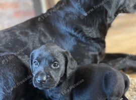 One Labrador girl