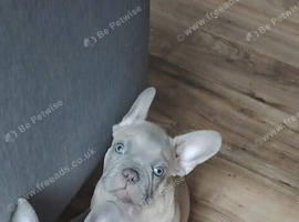 Meet Blue, our handsome French Bulldog boy!